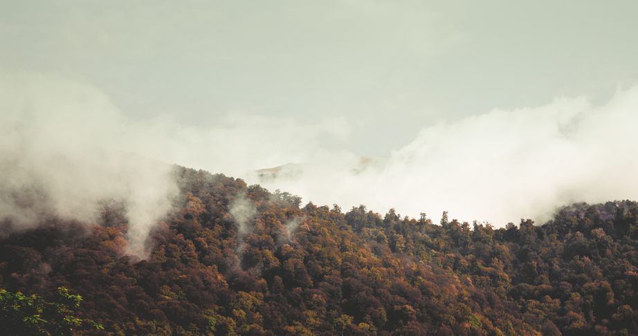 Feux de forêts : impact sanitaire et recommandations